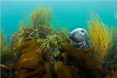 Seal © Alex Mustard